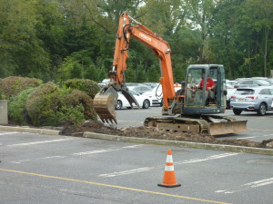 removing old shrubs